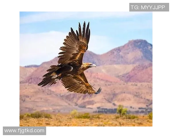 体型庞大的足球明星们如何在赛场上展现非凡的技艺与魅力